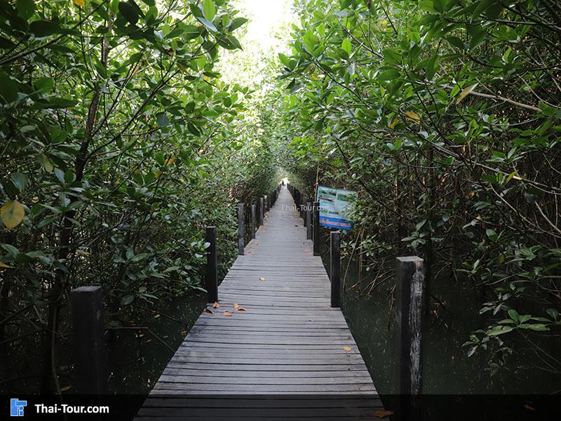 บรรยากาศภายในป่าโกงกาง