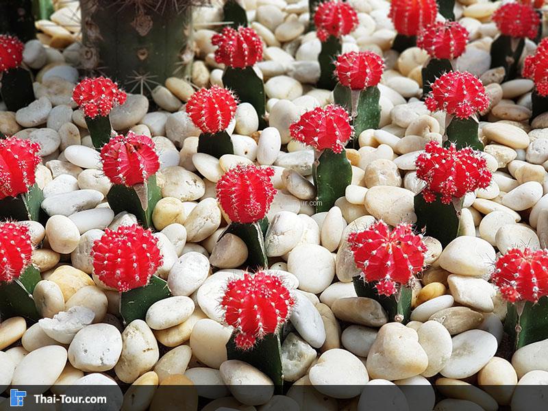 ต้นกระบองเพชร