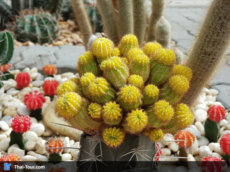 ต้นกระบองเพชร