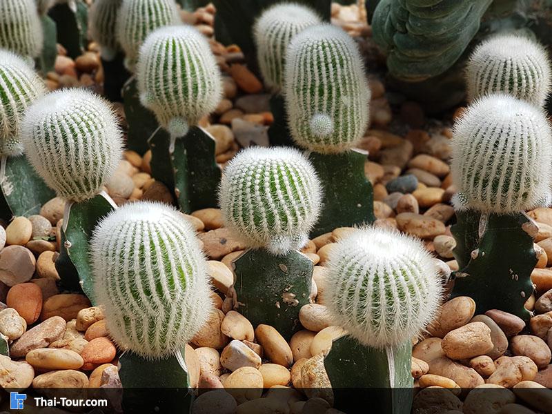 ต้นกระบองเพชร