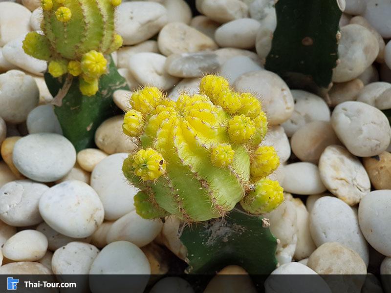 ต้นกระบองเพชร