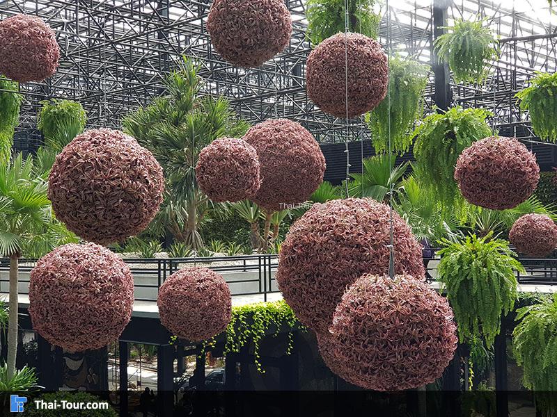 ดอกไม้สวยงาม