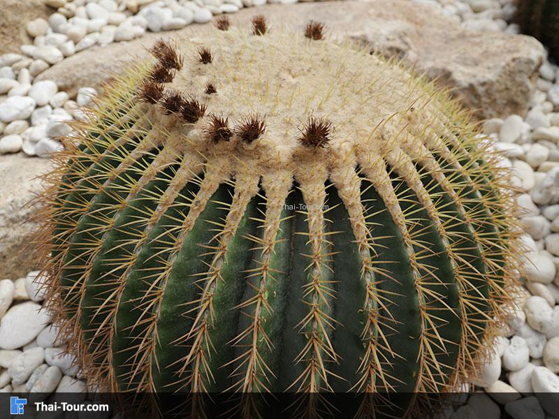 ต้นกระบองเพชร