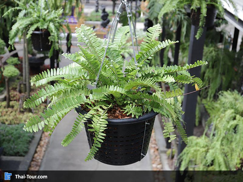 ดอกไม้สวยงาม