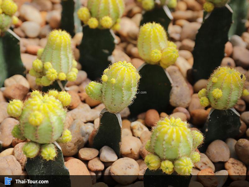 ต้นกระบองเพชร