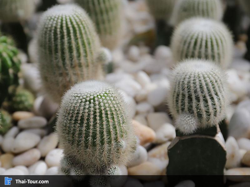 ต้นกระบองเพชร