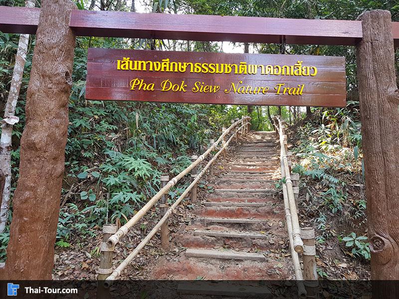 ทางเดินป่าน้ำตกผาดอกเสี้ยว