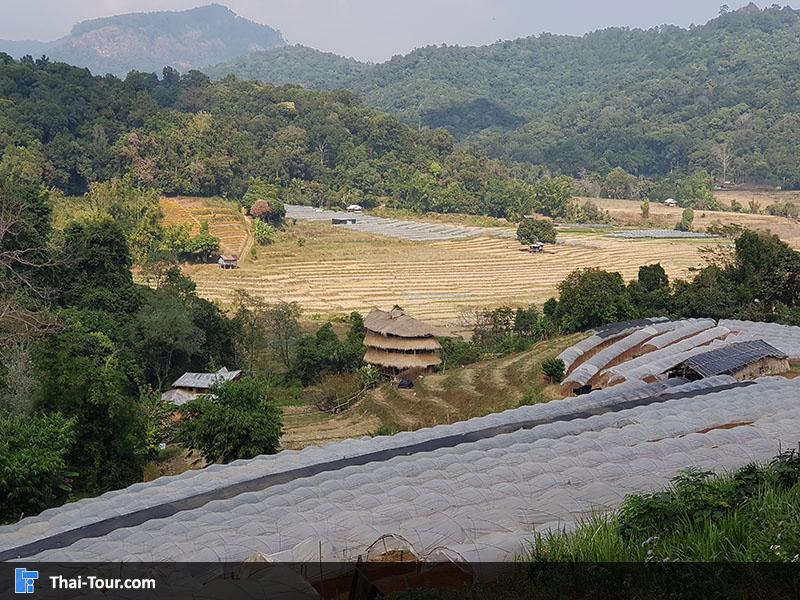 บ้านไม้ไผ่ยักษ์