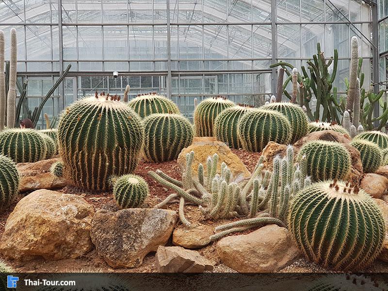 เรือนพืชทนแล้ง (Arid Plants) เป็นโรงเรือนขนาดใหญ่ ปลูกพืชสกุลกระบองเพชรชนิดต่างๆ 
