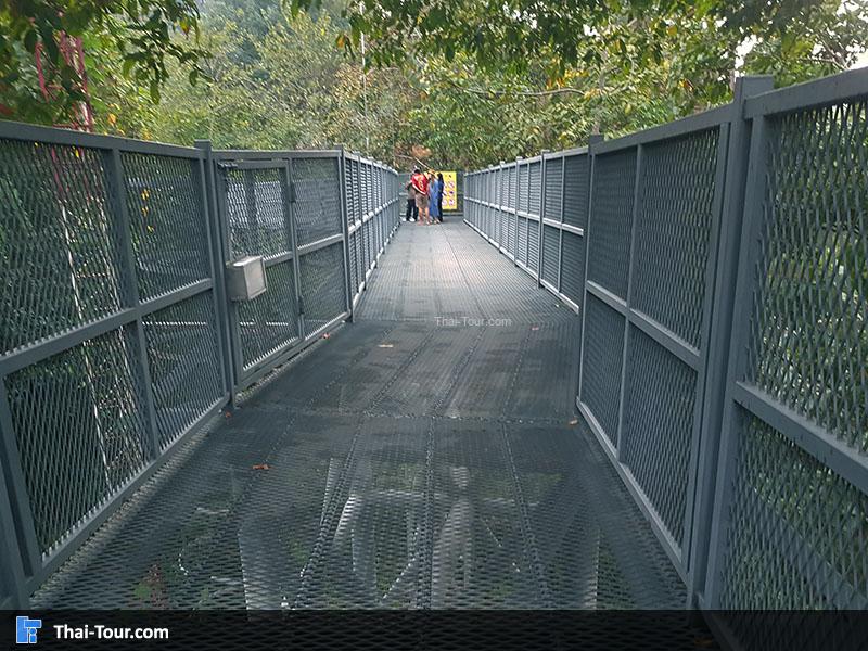 ทางเดินลอยฟ้า Canopy Walkway