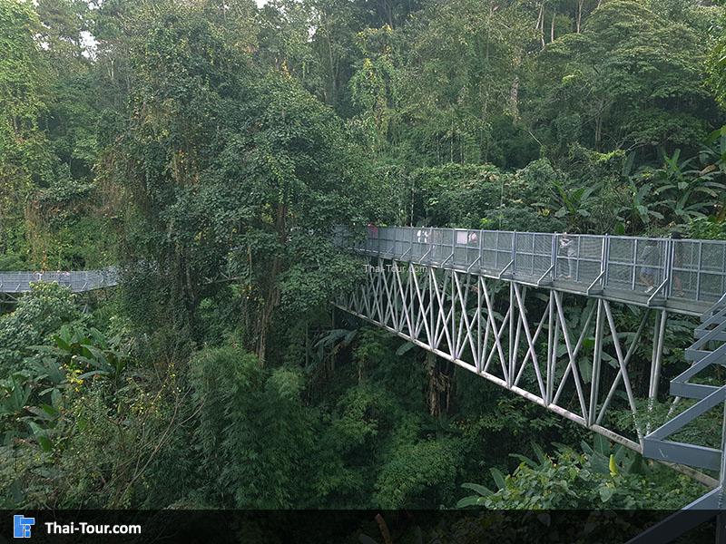 ทางเดินลอยฟ้า Canopy Walkway