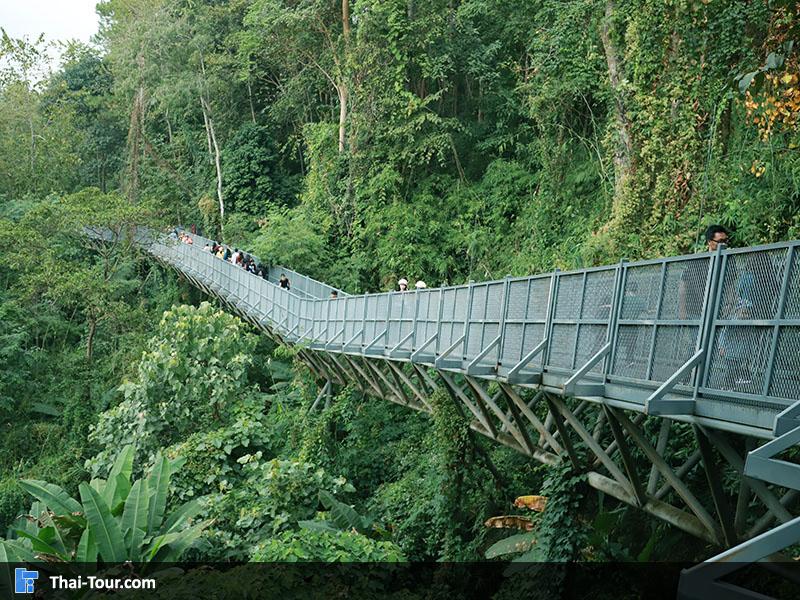 ทางเดินลอยฟ้า Canopy Walkway
