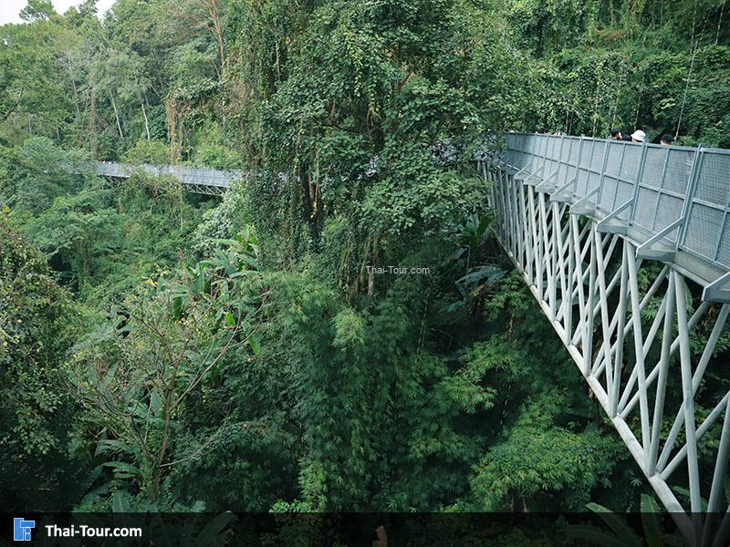 ทางเดินลอยฟ้า Canopy Walkway