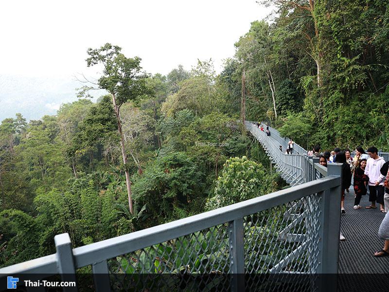 ทางเดินลอยฟ้า Canopy Walkway