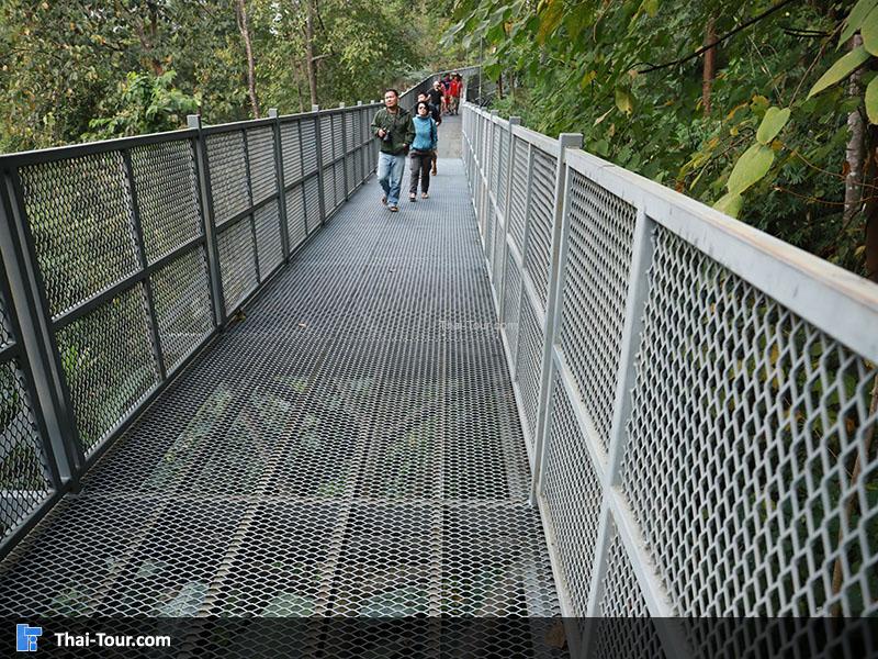 ทางเดินลอยฟ้า Canopy Walkway