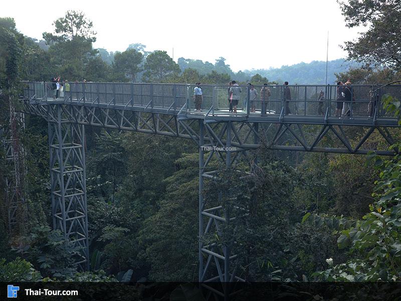 ทางเดินลอยฟ้า Canopy Walkway