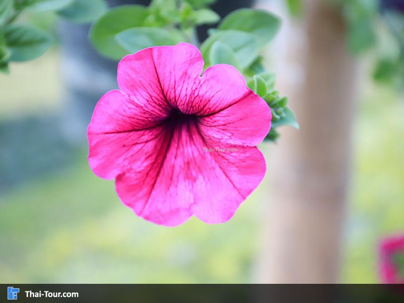 ดอกไม้ ศูนย์วิจัยเกษตรขุนวาง