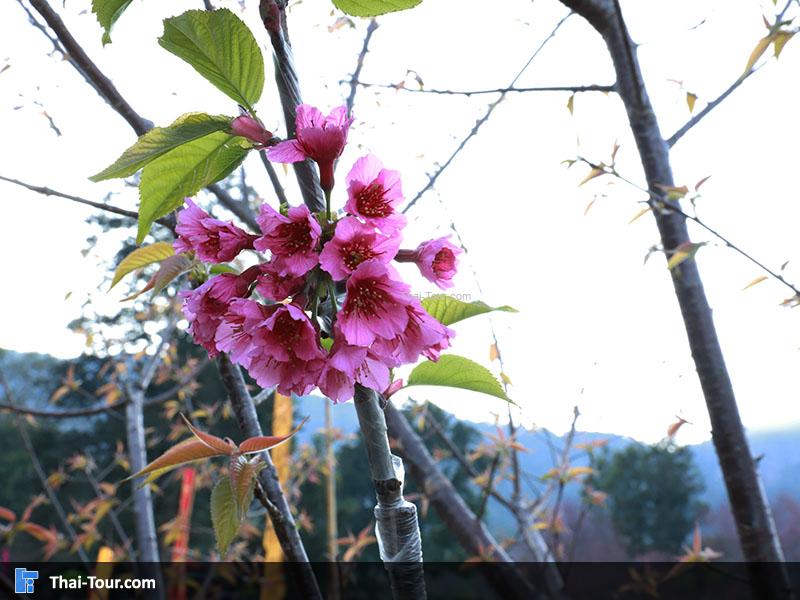 ดอกไม้ ศูนย์วิจัยเกษตรขุนวาง