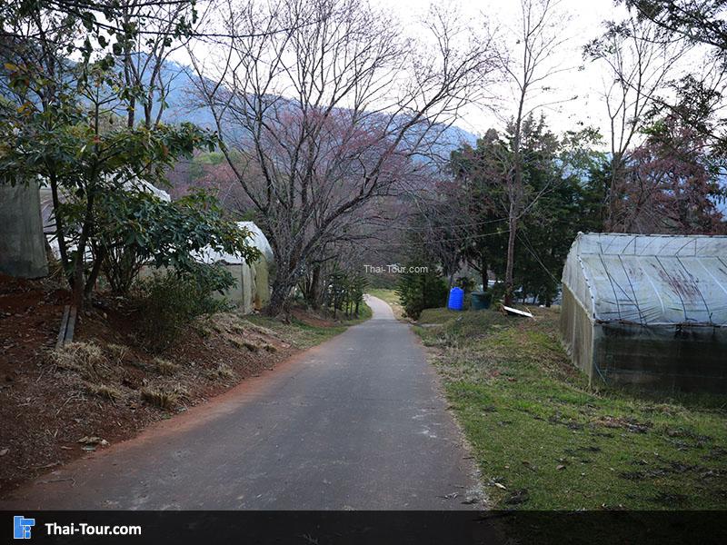 ศูนย์วิจัยเกษตรขุนวาง