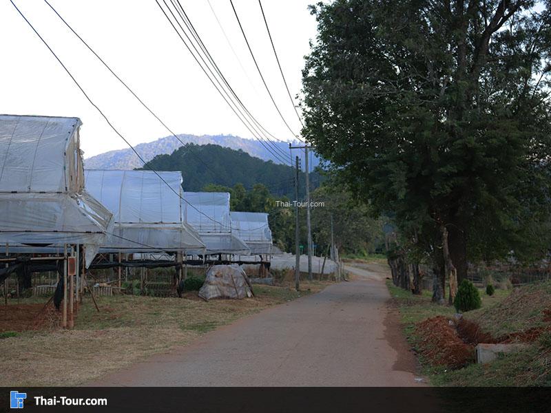 รุูปศูนย์พัฒนาโครงการหลวงขุนวาง