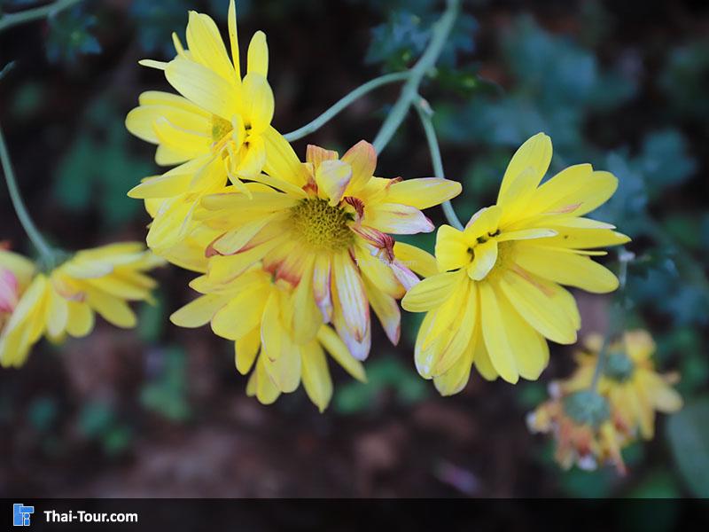 ศูนย์พัฒนาโครงการหลวงขุนวาง
