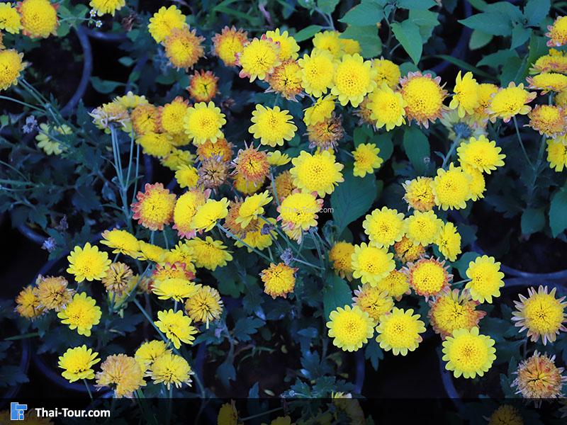 ศูนย์พัฒนาโครงการหลวงขุนวาง