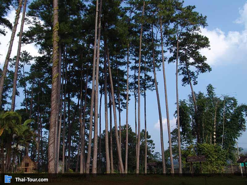 ป่าสนบ้านวัดจันทร์