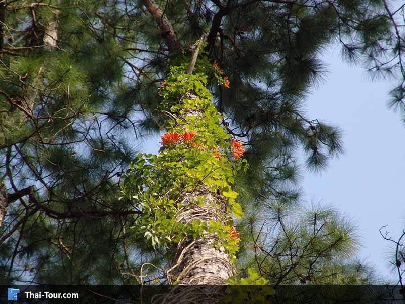 โครงการหลวงบ้านวัดจันทร์