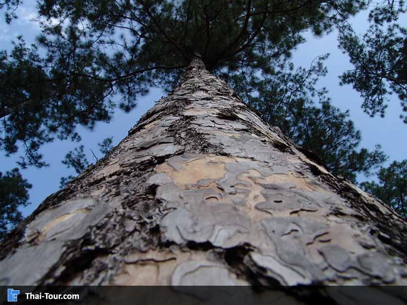 โครงการหลวงบ้านวัดจันทร์