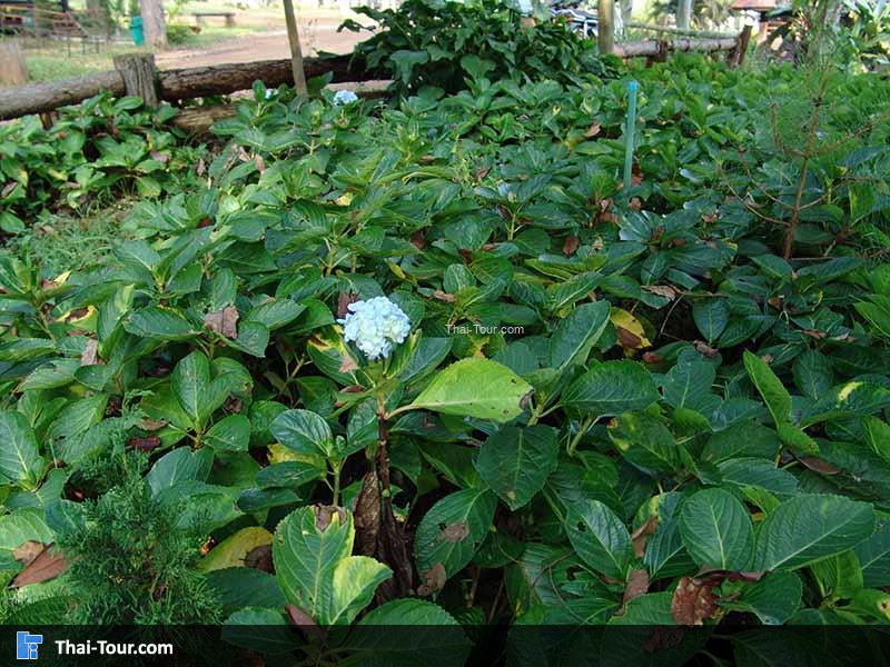 โครงการหลวงบ้านวัดจันทร์