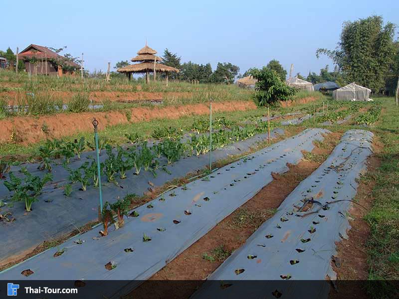 โครงการหลวงบ้านวัดจันทร์