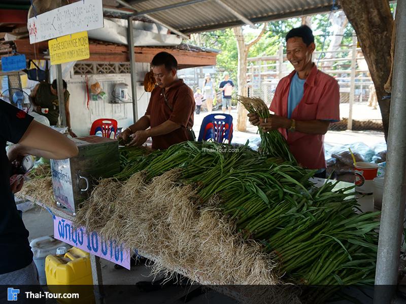 ผักสำหรับให้อาหารอูฐ