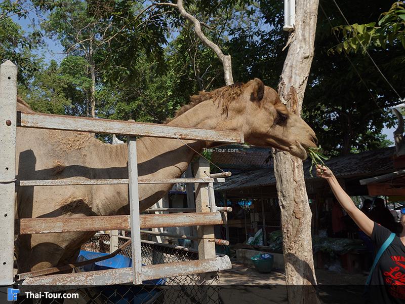 ให้อาหารอูฐ