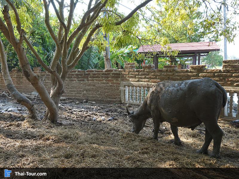 ควายที่ทางวัดได้เลี้ยง