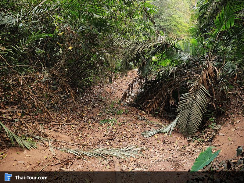 บรรยากาศ น้ำตกผากล้วยไม้