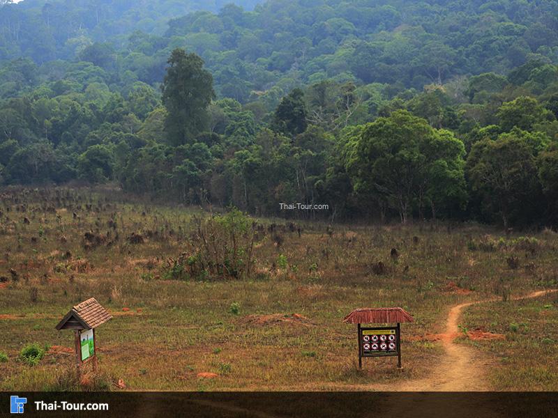 ถนนเส้นทางหนองผักชี