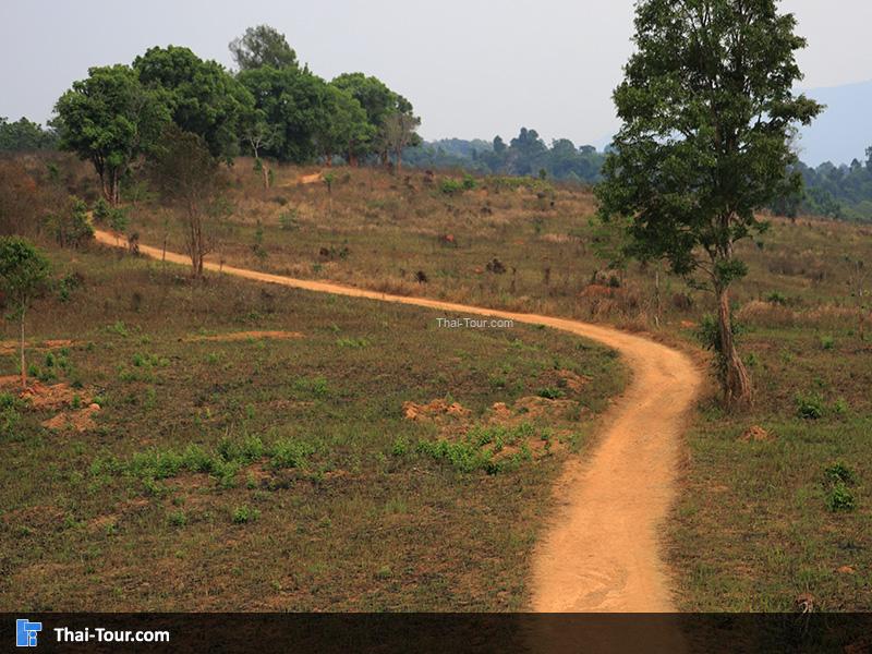 ถนนเส้นทางหนองผักชี