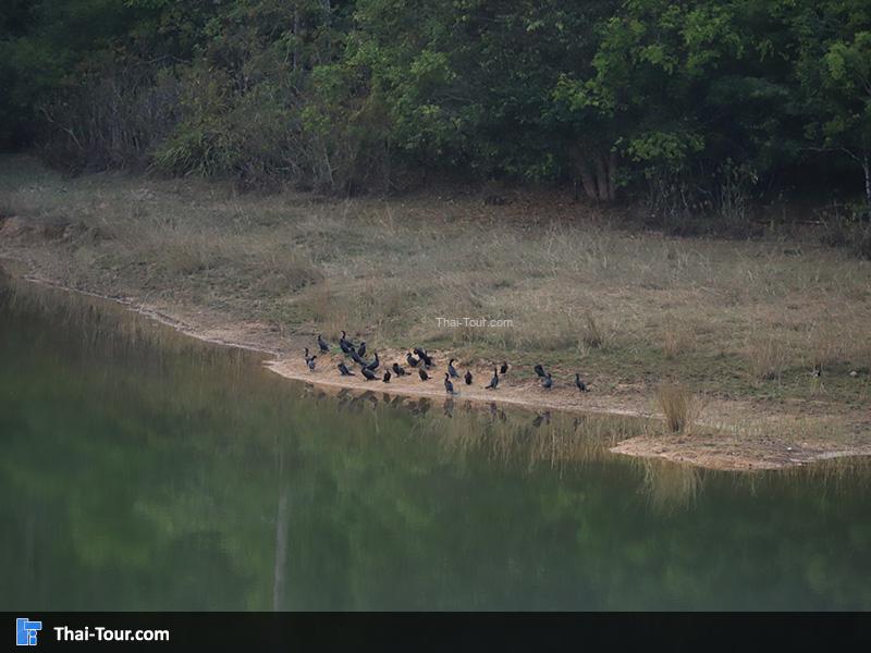 ทีนี่เป็นอ่างเก็บน้ำสำหรับใช้อุปโภคบริโภคภายในบริเวณอุทยานแห่งชาติเขาใหญ่