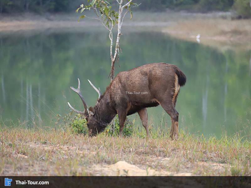 กวางมาหาอาหารกิน ริม อ่างเก็บน้ำสายศร