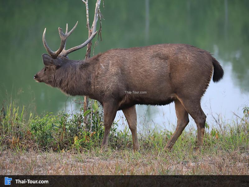 กวางมาหาอาหารกิน ริม อ่างเก็บน้ำสายศร