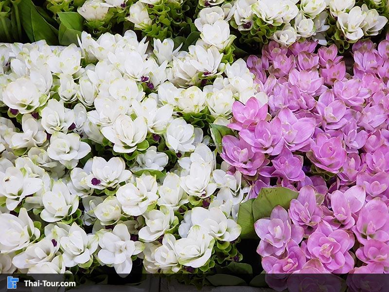 ดอกไม้สวยงาม ตลาดดอกไม้ปากคลองตลาดใหม่