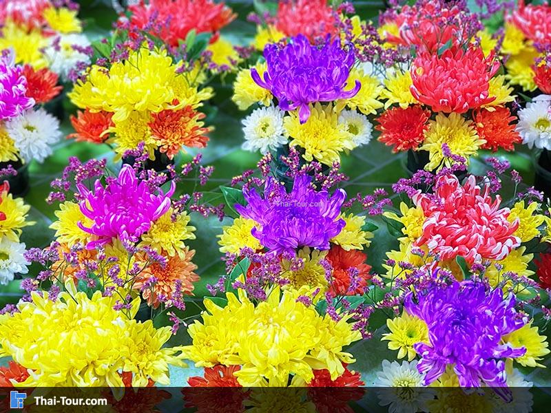 ดอกไม้สวยงาม ตลาดดอกไม้ปากคลองตลาดใหม่