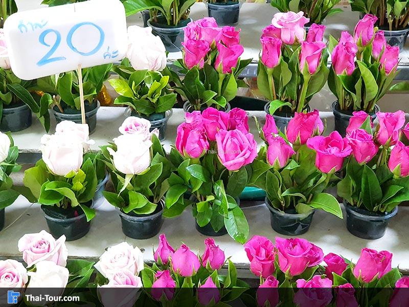 ดอกไม้สวยงาม ตลาดดอกไม้ปากคลองตลาดใหม่