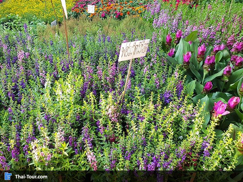 ดอกไม้สวยงาม ตลาดดอกไม้ปากคลองตลาดใหม่