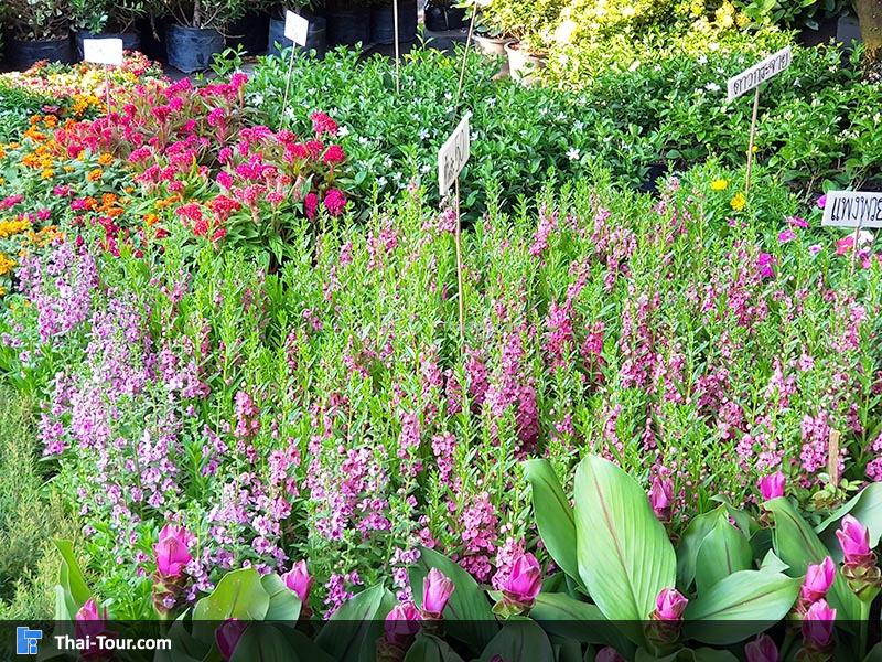 ดอกไม้สวยงาม ตลาดดอกไม้ปากคลองตลาดใหม่