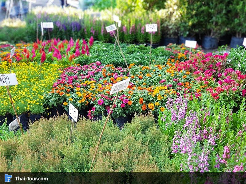 ดอกไม้สวยงาม ตลาดดอกไม้ปากคลองตลาดใหม่