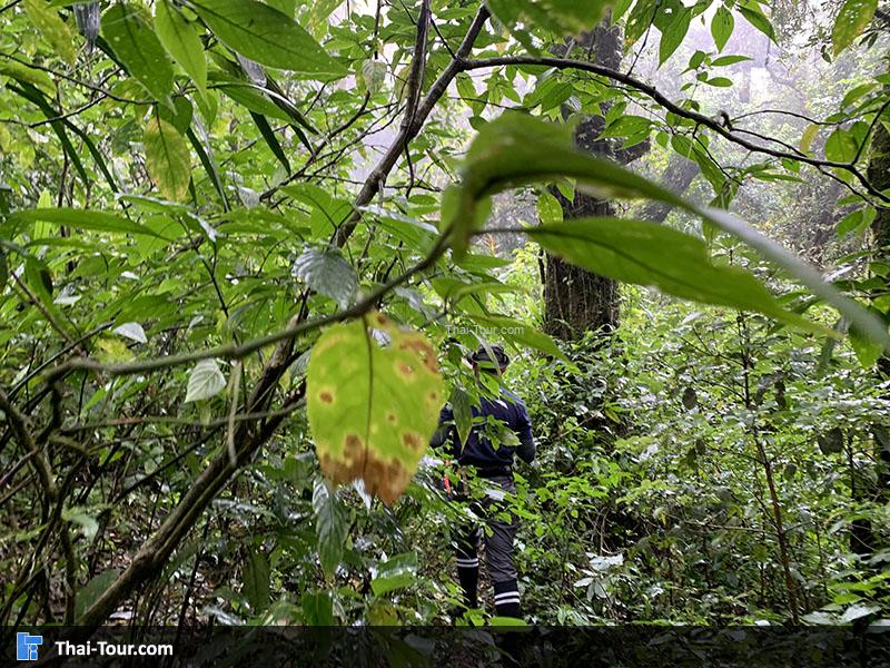 เดินชมวิวธรรมชาติ