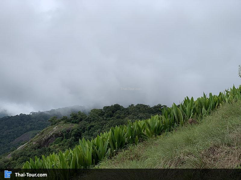 ขากลับเดินลงชมวิวกันหน่อย