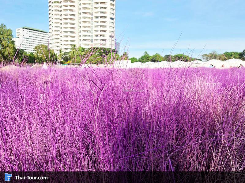 สวนหญ้าสีม่วงส่งตรงจากเชียงใหม่