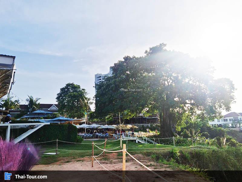 ปาป้าบีชพัทยา